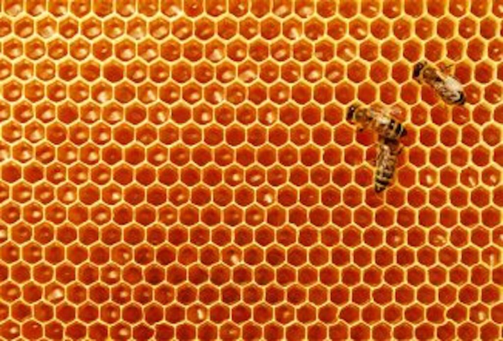 When and How to Store and Brood Comb Backyard Beekeeping